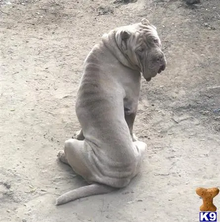 Neapolitan Mastiff stud dog