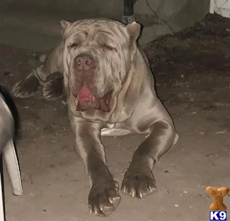 Neapolitan Mastiff stud dog