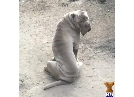 Neapolitan Mastiff