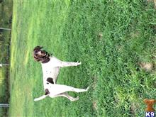 Sir Hunter Oakhill of Browning available German Shorthaired Pointer puppy located in FORKED RIVER