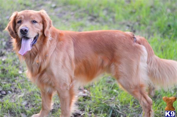 a golden retriever dog standing in a field