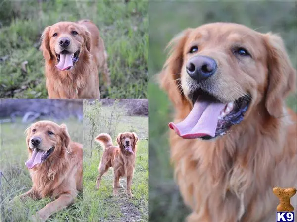 Golden Retriever stud dog