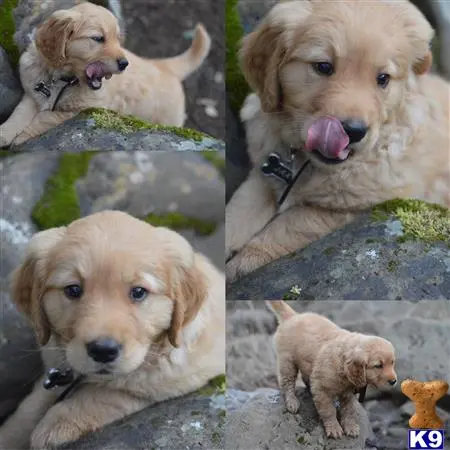 Golden Retriever stud dog