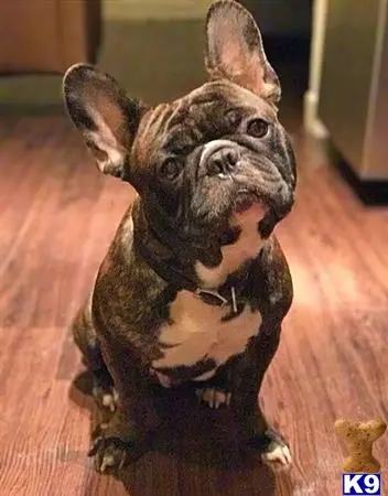 French Bulldog stud dog