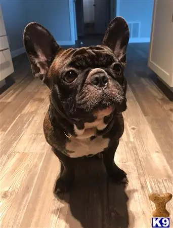 French Bulldog stud dog