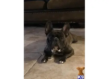 French Bulldog