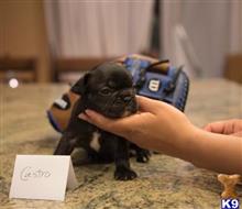 French Bulldog