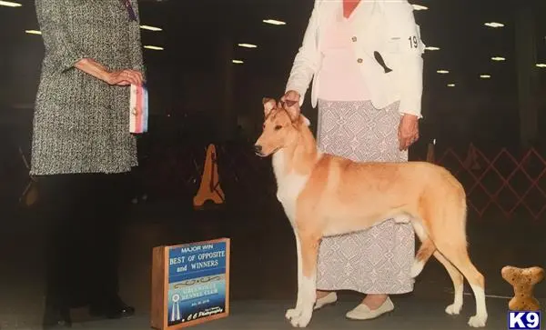 Collie stud dog