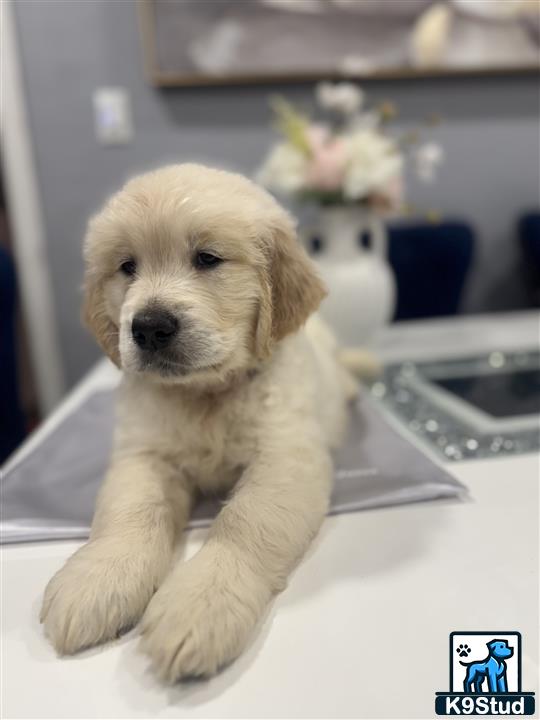 a golden retriever puppy sitting on a counter