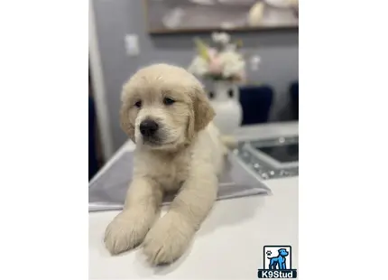 a golden retriever puppy sitting on a counter
