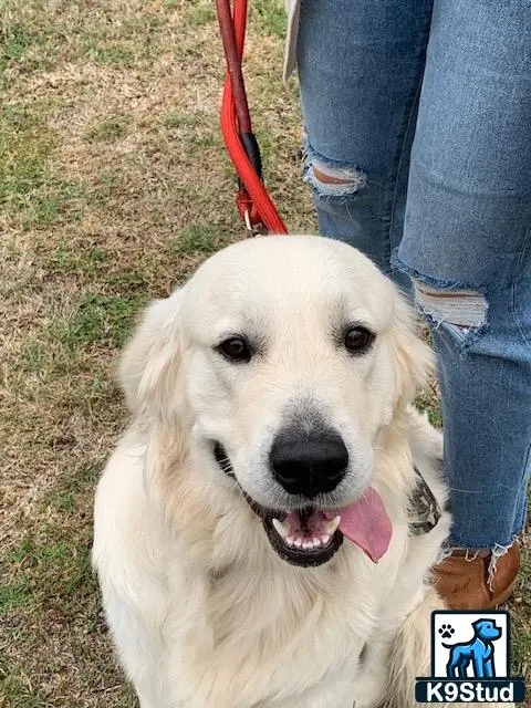 Golden Retriever stud dog: a golden retriever dog sitting on a leash