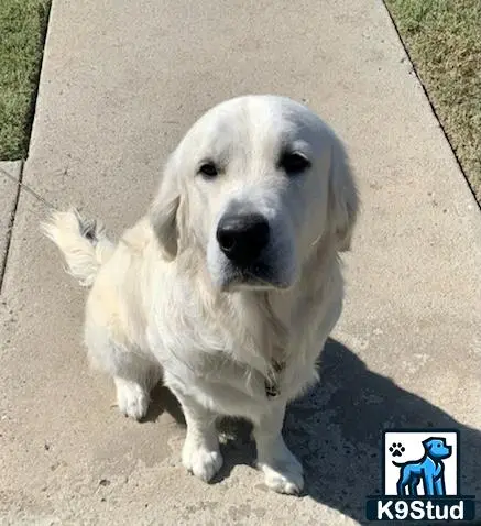 Golden Retriever stud dog: a white golden retriever dog on a sidewalk