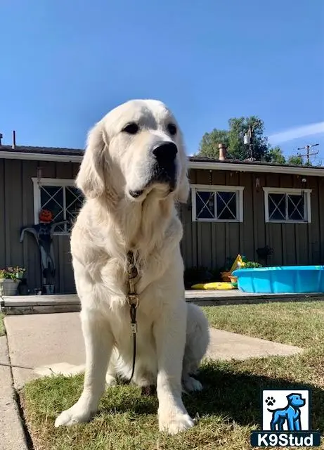 Golden Retriever stud dog: a golden retriever dog sitting on grass