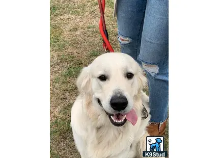 Golden Retriever stud dog: a golden retriever dog sitting on a leash