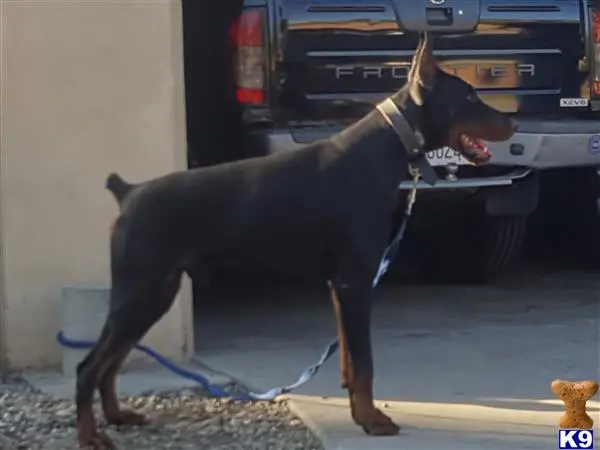 Doberman Pinscher stud dog