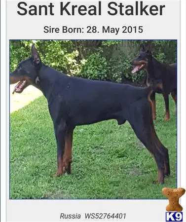 Doberman Pinscher puppy for sale