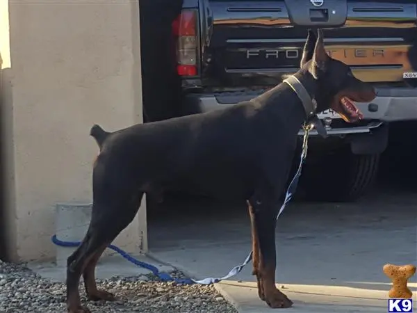 Doberman Pinscher stud dog