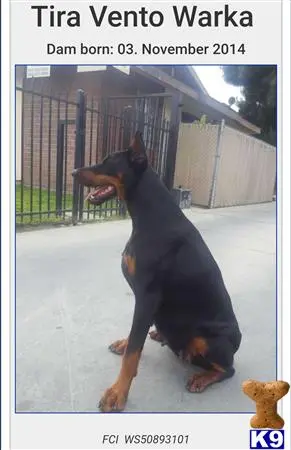 Doberman Pinscher puppy for sale