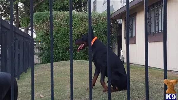 Doberman Pinscher stud dog