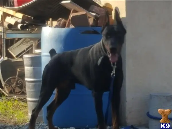 Doberman Pinscher stud dog