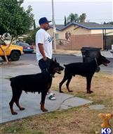 doberman pinscher puppy posted by cali_dobies