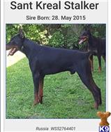 doberman pinscher puppy posted by cali_dobies
