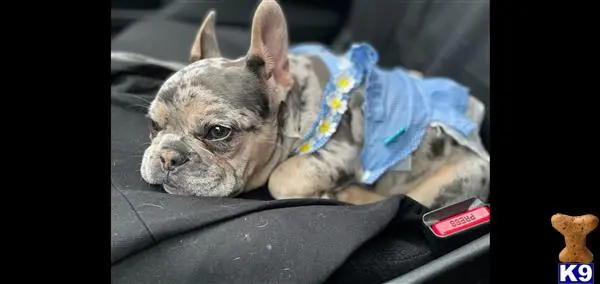 French Bulldog puppy for sale