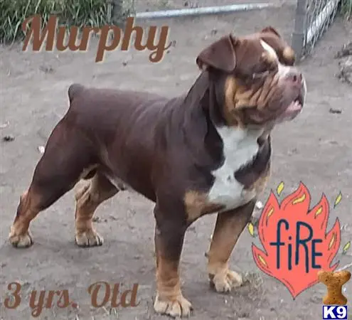 Old English Bulldog stud dog