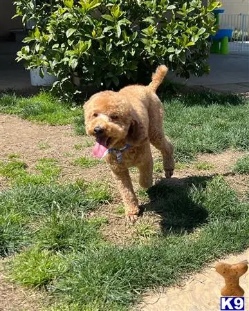 Poodle stud dog