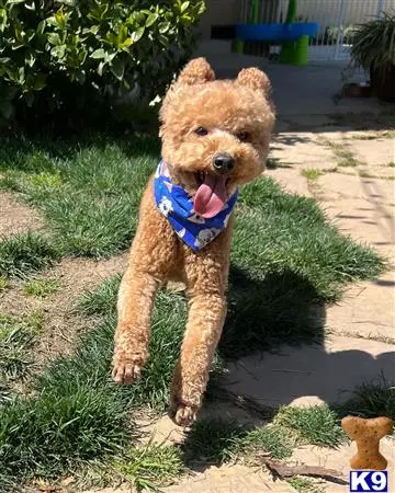 Poodle stud dog