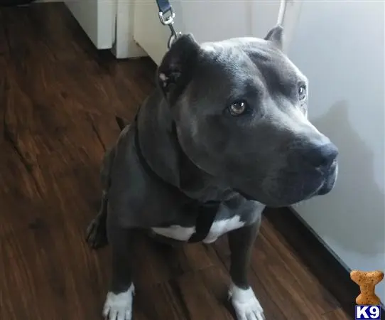 American Bully stud dog: a american bully dog standing on a wood floor