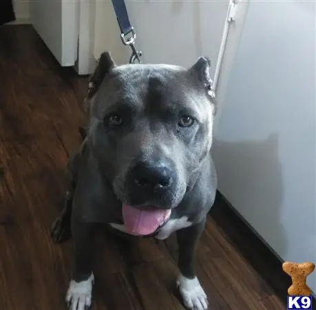 American Bully stud dog: a american bully dog with its tongue out