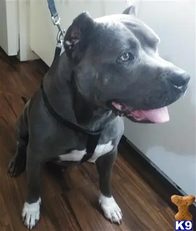 American Bully stud dog: a american bully dog with its tongue out