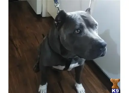 American Bully stud dog: a american bully dog standing on a wood floor