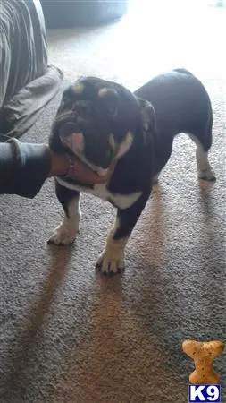 English Bulldog stud dog