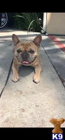 French Bulldog stud dog