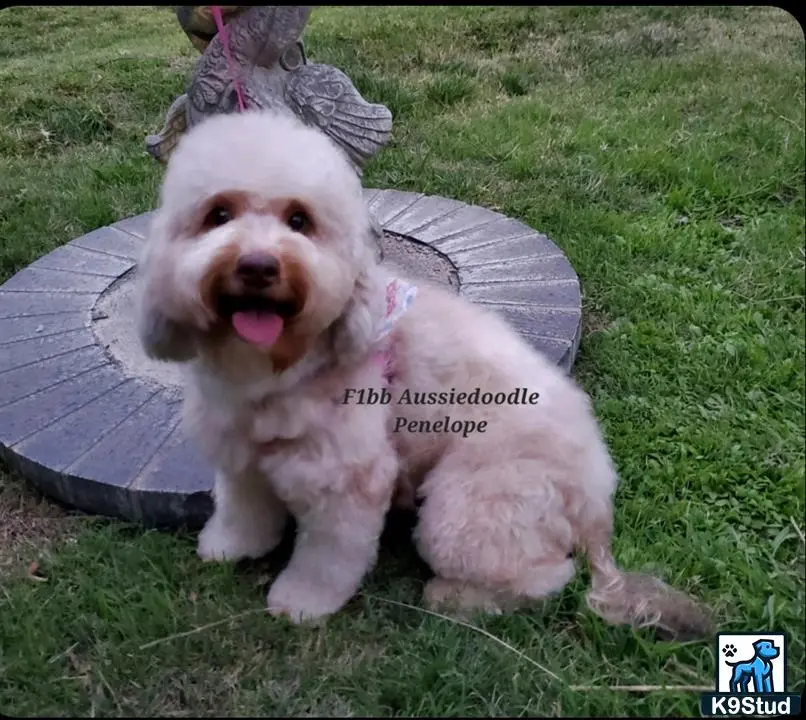 Aussiedoodle