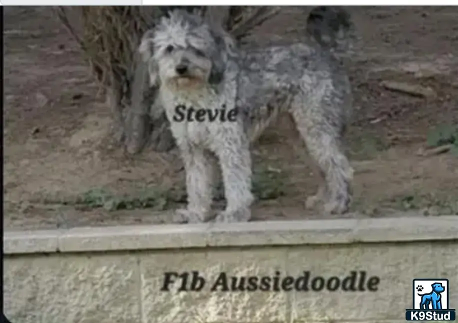 Aussiedoodle