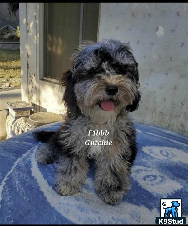 a aussiedoodle dog sitting on a bed