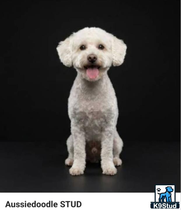 a white aussiedoodle puppy with its tongue out