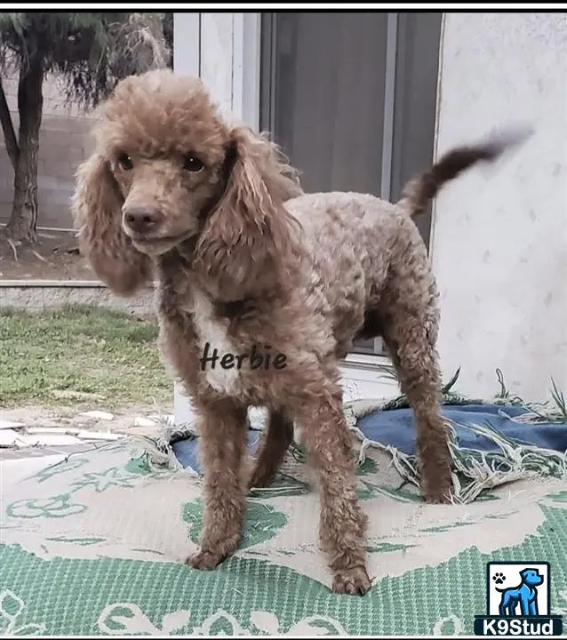 Poodle
