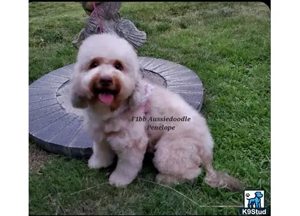 Aussiedoodle