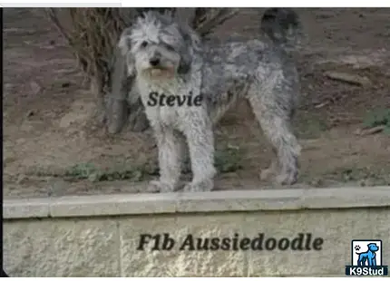 Aussiedoodle