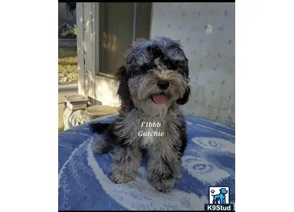 a aussiedoodle dog sitting on a bed