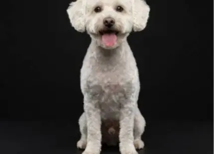 a white aussiedoodle puppy with its tongue out