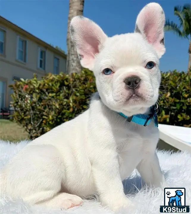 French Bulldog puppy for sale: a white french bulldog dog sitting on a white surface outside