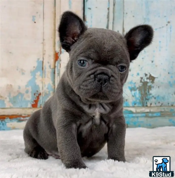 French Bulldog puppy for sale: a small black french bulldog puppy