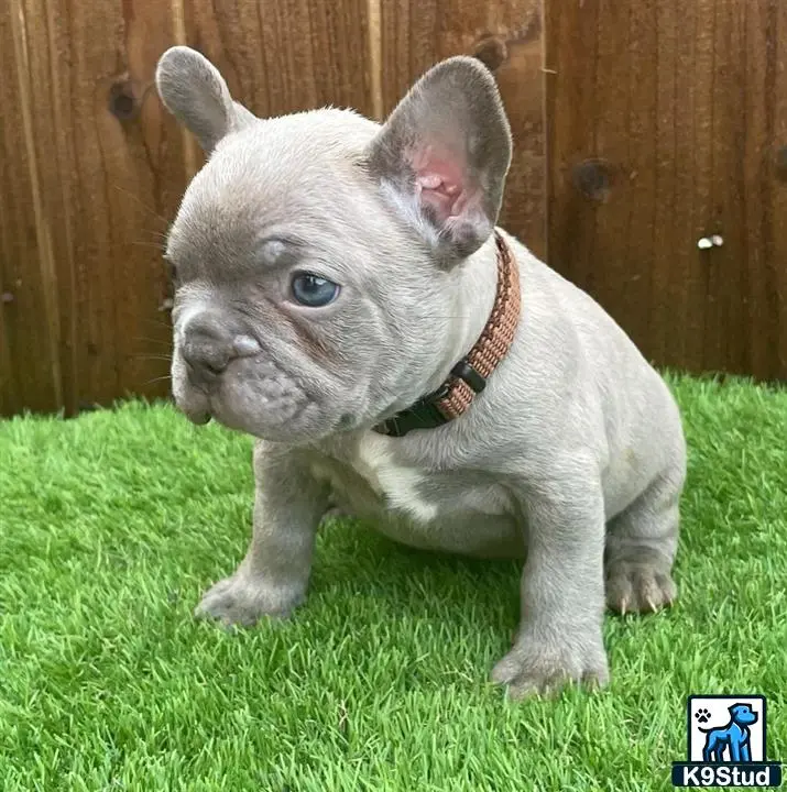 French Bulldog puppy for sale: a small grey french bulldog dog