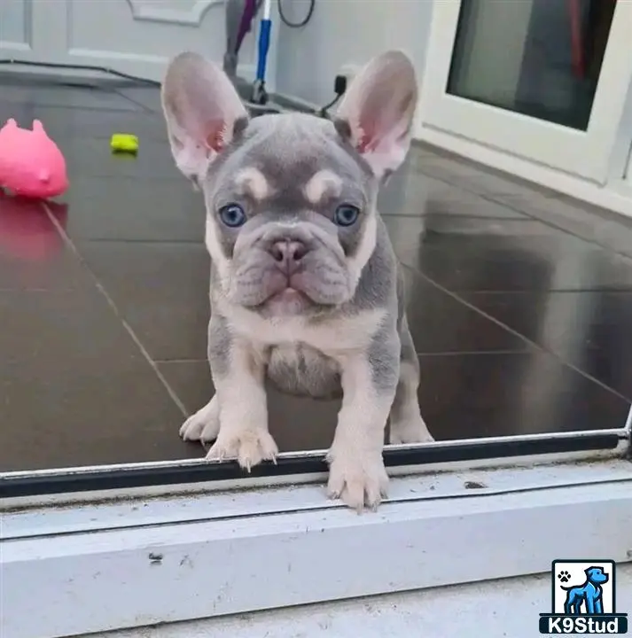 French Bulldog puppy for sale: a small french bulldog puppy on a window sill