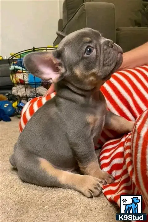 French Bulldog puppy for sale: a french bulldog dog sitting on the floor